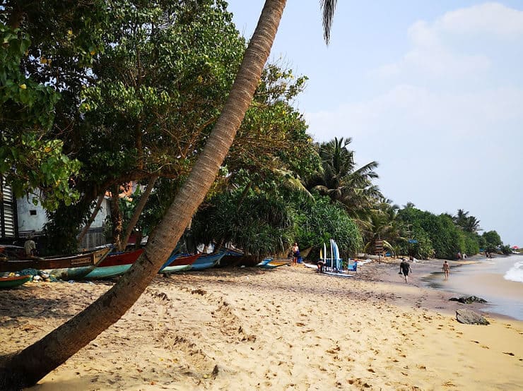 A golden sandy beach with trees lining the shore.